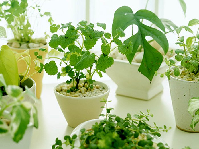 観葉植物全般 観葉植物の育て方 野菜 花の育て方 アースガーデン 園芸用品 アース製薬株式会社