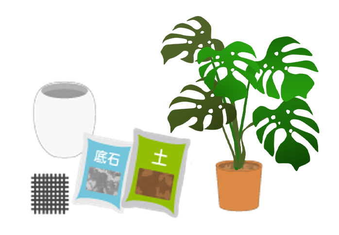 ドラセナ_植替①