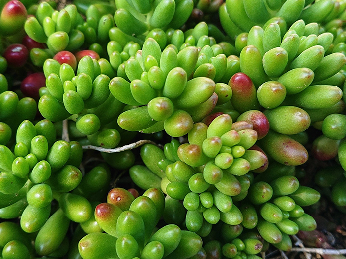 セダム（多肉植物）