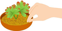すき間にしっかり土が入るように、鉢沿いの土を抑えて入れていきます。