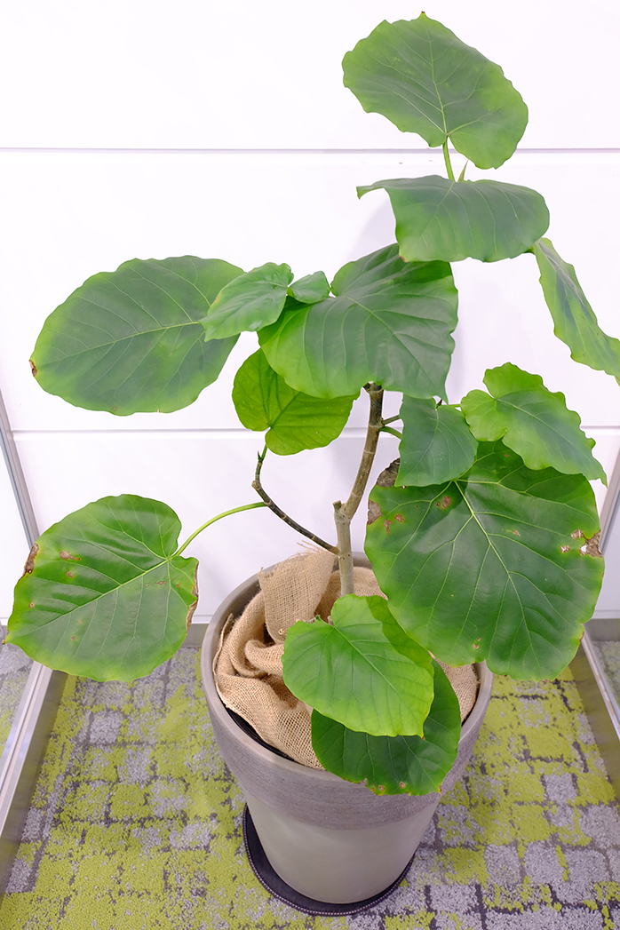 ウンベラータ 観葉植物 観葉植物の育て方 野菜 花の育て方 アースガーデン 園芸用品 アース製薬株式会社