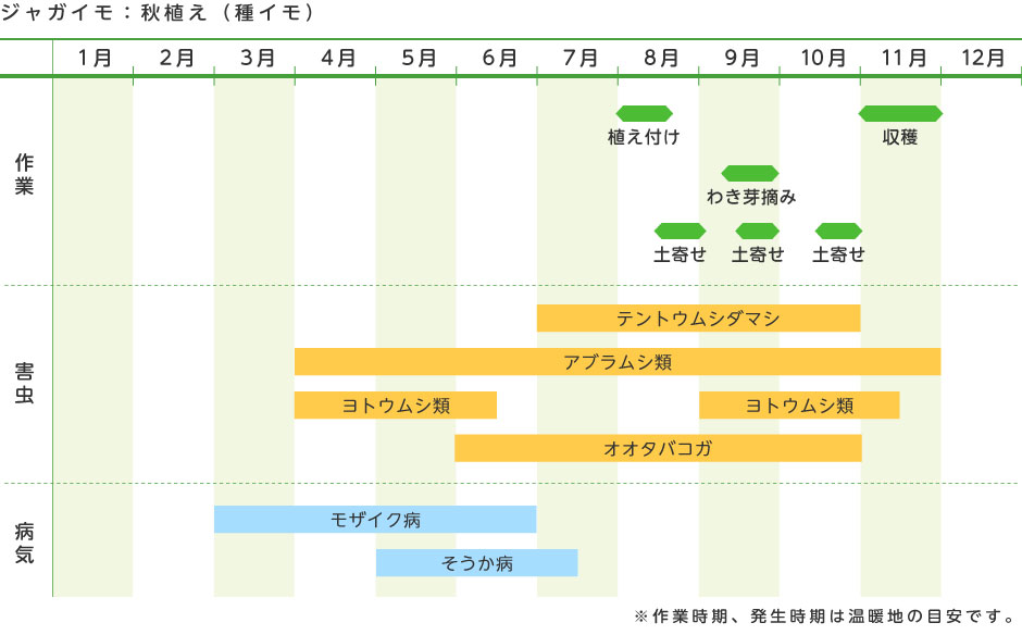 秋 ジャガイモ の 植え付け 時期