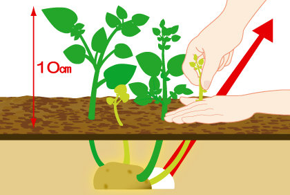 ジャガイモ 秋植え 種イモ 野菜の育て方 野菜 花の育て方 アースガーデン 園芸用品 アース製薬株式会社