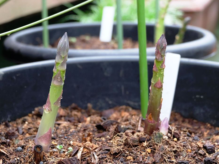 アスパラガス 苗 野菜の育て方 野菜 花の育て方 アースガーデン 園芸用品 アース製薬株式会社