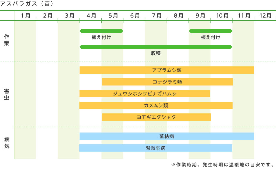 アスパラガス 苗 野菜の育て方 野菜 花の育て方 アースガーデン 園芸用品 アース製薬株式会社