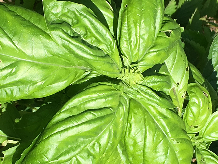 バジル 種 苗 野菜の育て方 野菜 花の育て方 アースガーデン 園芸用品 アース製薬株式会社