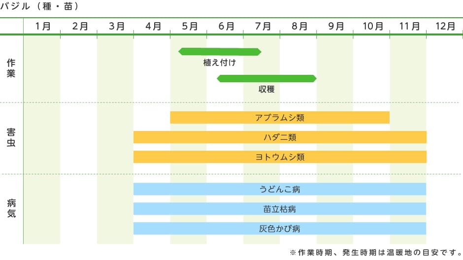 バジル 種 苗 野菜の育て方 野菜 花の育て方 アースガーデン 園芸用品 アース製薬株式会社