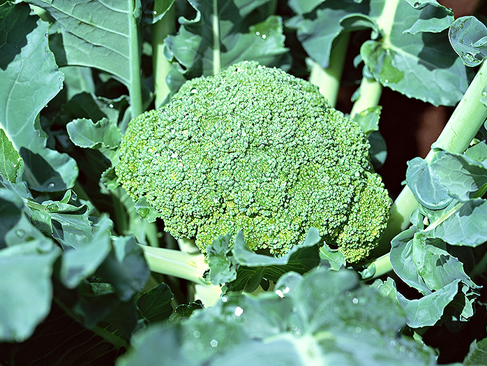 ブロッコリー 苗 野菜の育て方 野菜 花の育て方 アースガーデン