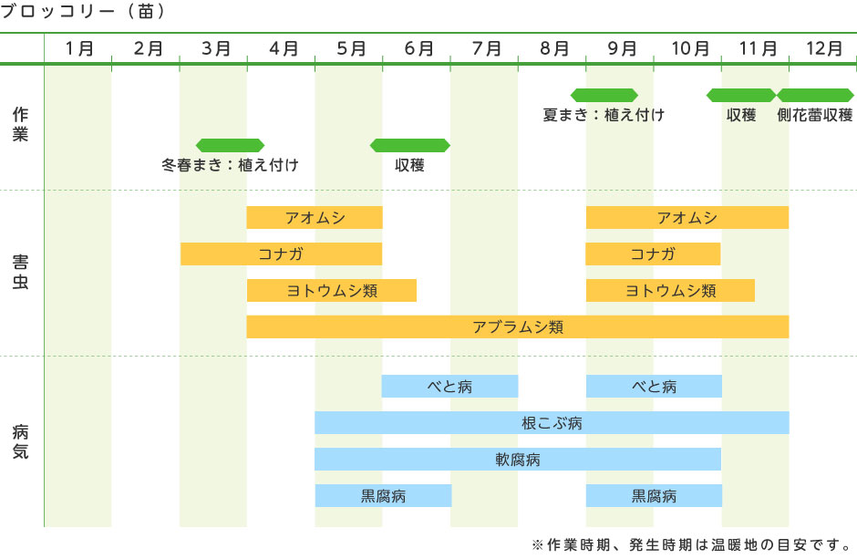 ブロッコリー 苗 野菜の育て方 野菜 花の育て方 アースガーデン 園芸用品 アース製薬株式会社