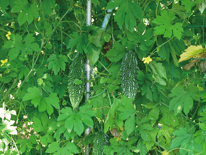 グリーンカーテン ゴーヤー 野菜の育て方 野菜 花の育て方 アースガーデン 園芸用品 アース製薬株式会社