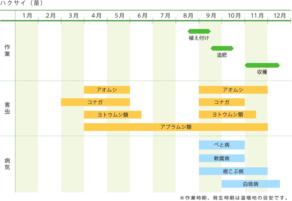 ハクサイ 苗 野菜の育て方 野菜 花の育て方 アースガーデン 園芸用品 アース製薬株式会社