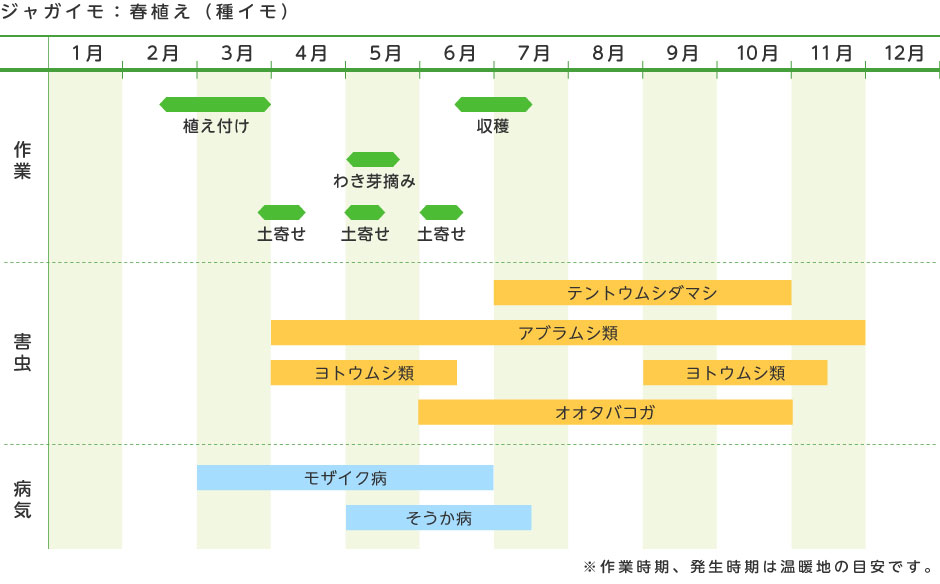 ジャガイモ 春植え 種イモ 野菜の育て方 野菜 花の育て方 アースガーデン 園芸用品 アース製薬株式会社