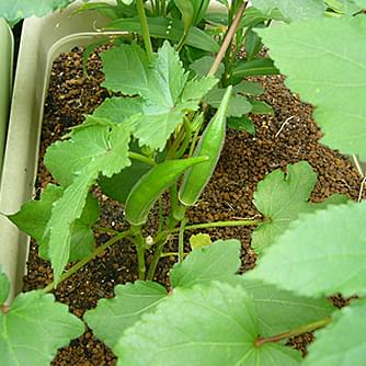 野菜の育て方 野菜 花の育て方 アースガーデン 園芸用品 アース製薬株式会社