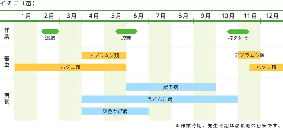 イチゴ 苗 野菜の育て方 野菜 花の育て方 アースガーデン 園芸用品 アース製薬株式会社