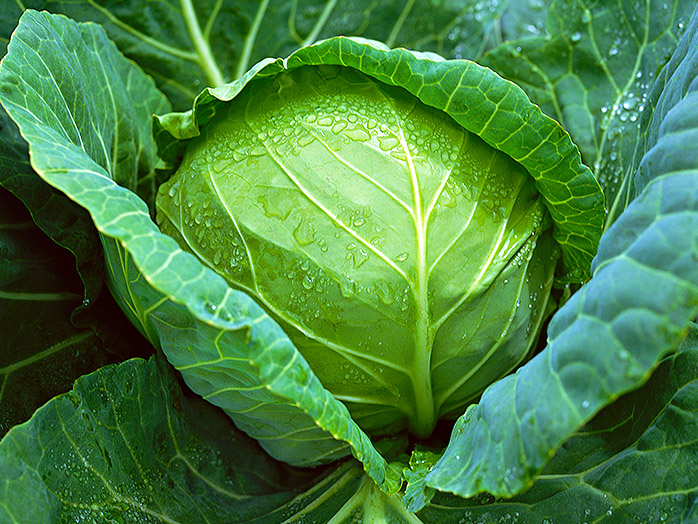 キャベツ 苗 野菜の育て方 野菜 花の育て方 アースガーデン 園芸用品 アース製薬株式会社