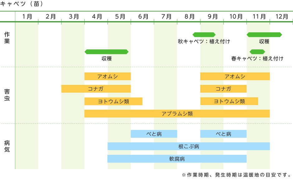 キャベツ 苗 野菜の育て方 野菜 花の育て方 アースガーデン 園芸用品 アース製薬株式会社