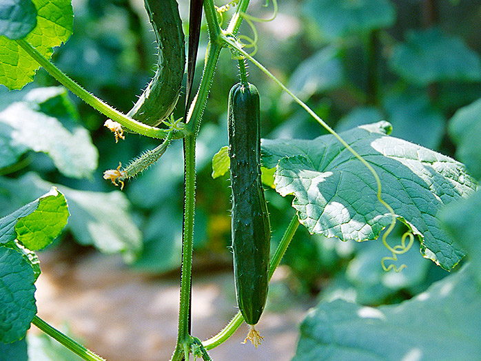 キュウリ 苗 野菜の育て方 野菜 花の育て方 アースガーデン 園芸用品 アース製薬株式会社