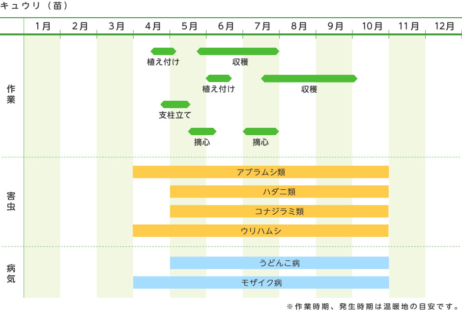 キュウリ 苗 野菜の育て方 野菜 花の育て方 アースガーデン 園芸用品 アース製薬株式会社