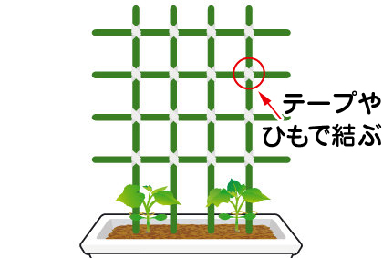 キュウリ 苗 野菜の育て方 野菜 花の育て方 アースガーデン 園芸用品 アース製薬株式会社