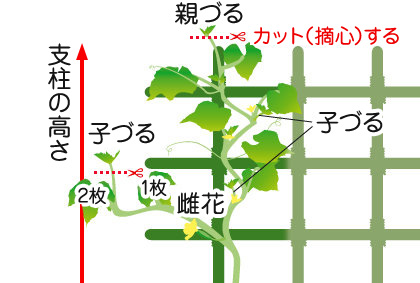 キュウリ 苗 野菜の育て方 野菜 花の育て方 アースガーデン 園芸用品 アース製薬株式会社