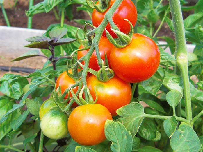 ミニトマト 苗 野菜の育て方 野菜 花の育て方 アースガーデン 園芸用品 アース製薬株式会社