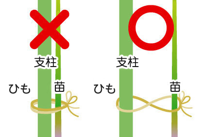 ミニトマト 苗 野菜の育て方 野菜 花の育て方 アースガーデン 園芸用品 アース製薬株式会社