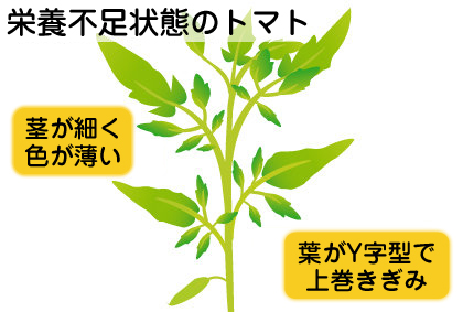 ミニトマト 苗 野菜の育て方 野菜 花の育て方 アースガーデン 園芸用品 アース製薬株式会社