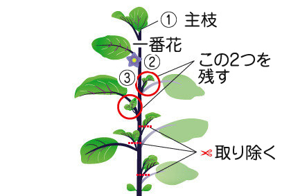 ナス 苗 野菜の育て方 野菜 花の育て方 アースガーデン 園芸用品 アース製薬株式会社