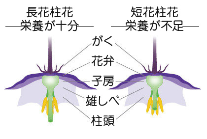 ナス 苗 野菜の育て方 野菜 花の育て方 アースガーデン 園芸用品 アース製薬株式会社