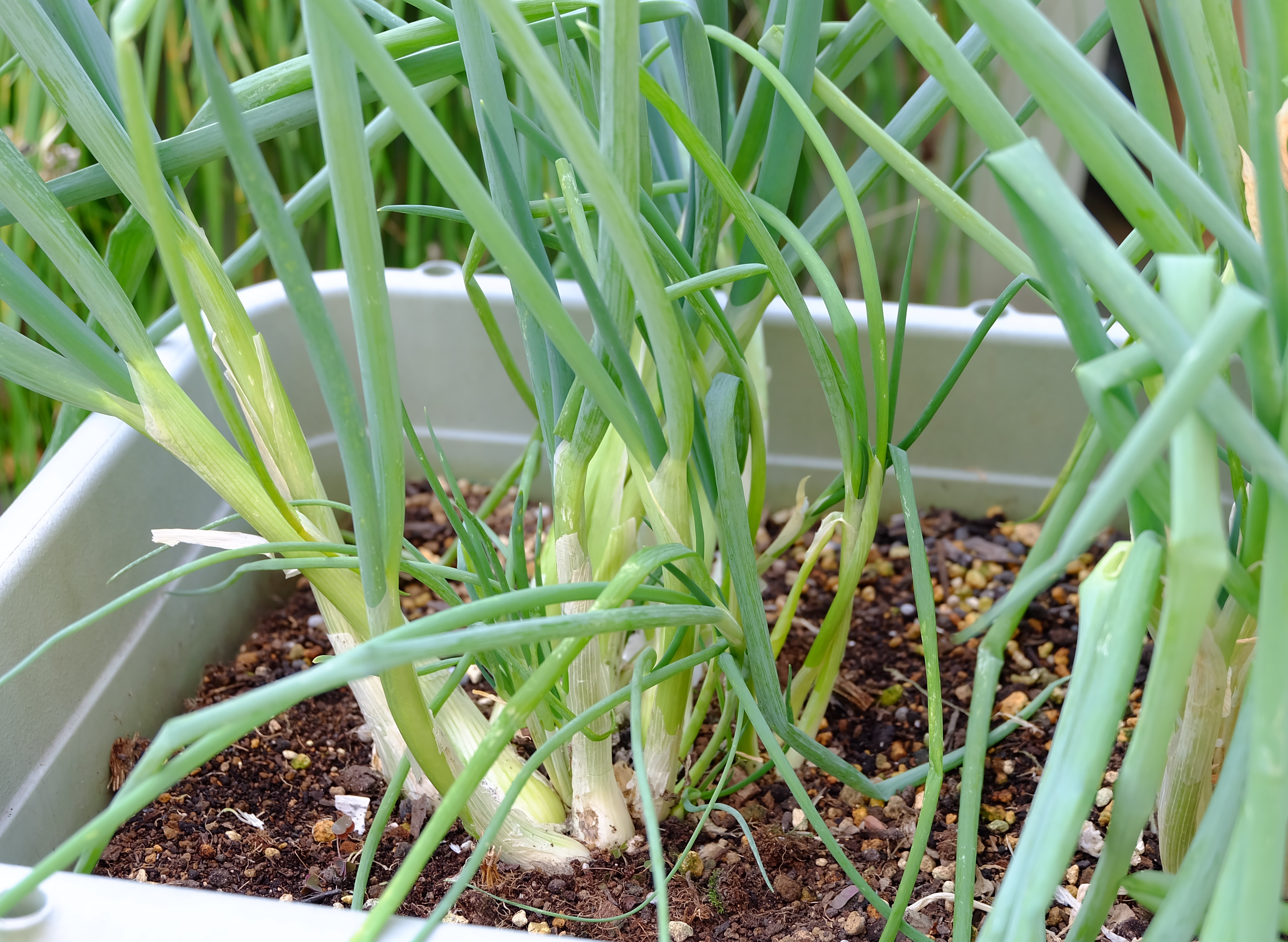 ネギ 葉ネギ 種 苗 野菜の育て方 野菜 花の育て方 アースガーデン 園芸用品 アース製薬株式会社