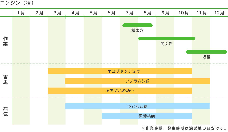 ニンジン 種 野菜の育て方 野菜 花の育て方 アースガーデン 園芸用品 アース製薬株式会社