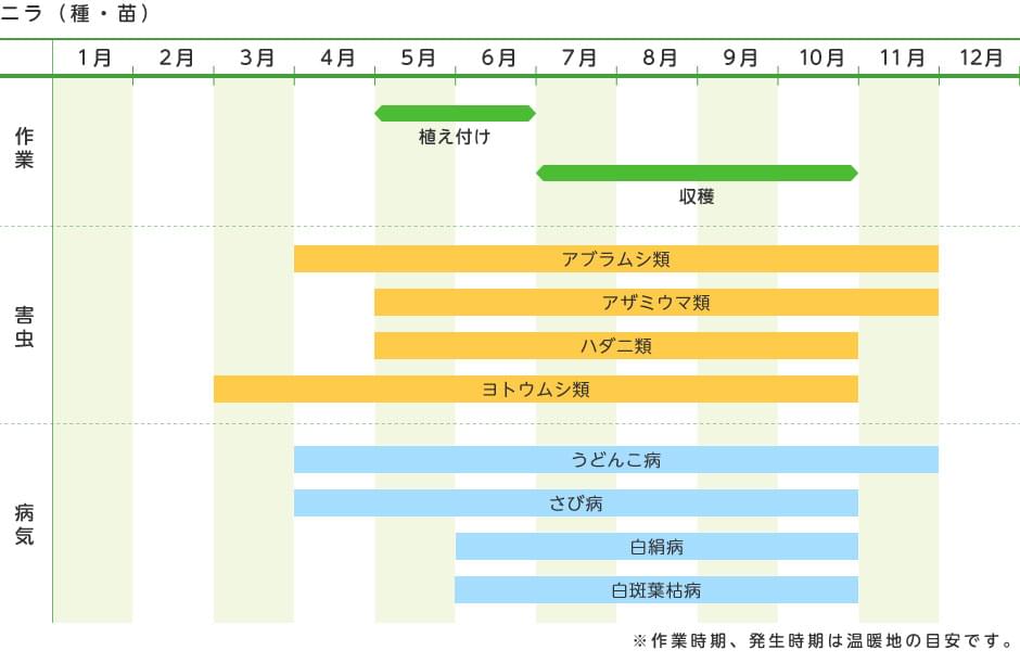 ニラ 種 苗 野菜の育て方 野菜 花の育て方 アースガーデン 園芸用品 アース製薬株式会社