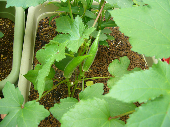 オクラ 苗 野菜の育て方 野菜 花の育て方 アースガーデン 園芸用品 アース製薬株式会社