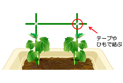 オクラ 苗 野菜の育て方 野菜 花の育て方 アースガーデン 園芸用品 アース製薬株式会社