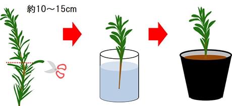 ローズマリー_挿し木
