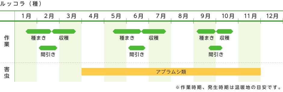 ルッコラ 種 野菜の育て方 野菜 花の育て方 アースガーデン 園芸用品 アース製薬株式会社