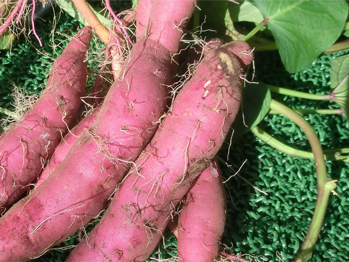 サツマイモ 苗 野菜の育て方 野菜 花の育て方 アースガーデン 園芸用品 アース製薬株式会社