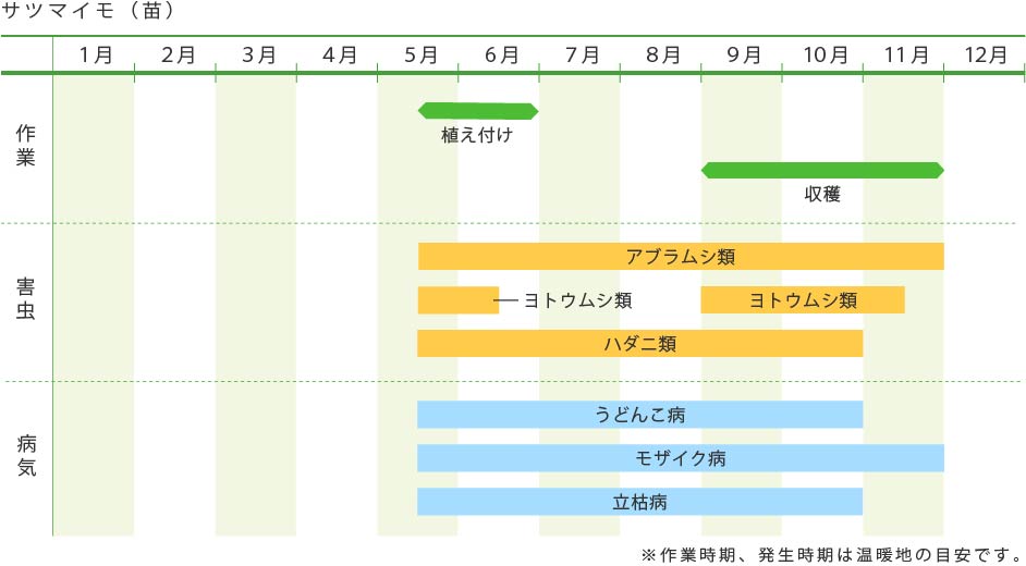 サツマイモ 苗 野菜の育て方 野菜 花の育て方 アースガーデン 園芸用品 アース製薬株式会社