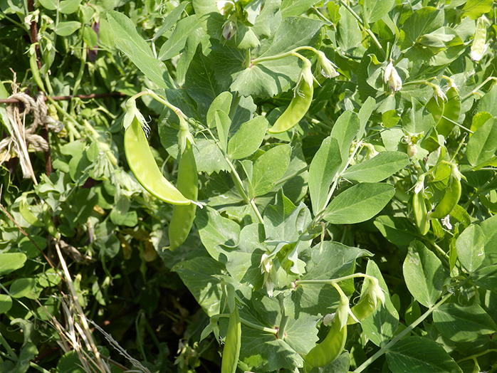 サヤエンドウ スナップエンドウ 種 苗 野菜の育て方 野菜 花の育て方 アースガーデン 園芸用品 アース製薬株式会社