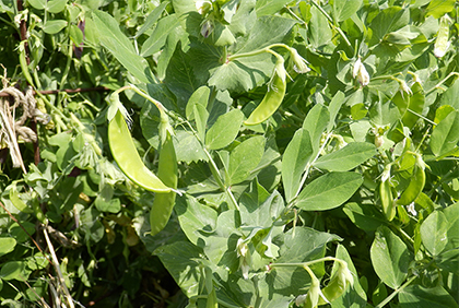 サヤエンドウ スナップエンドウ 種 苗 野菜の育て方 野菜 花の育て方 アースガーデン 園芸用品 アース製薬株式会社