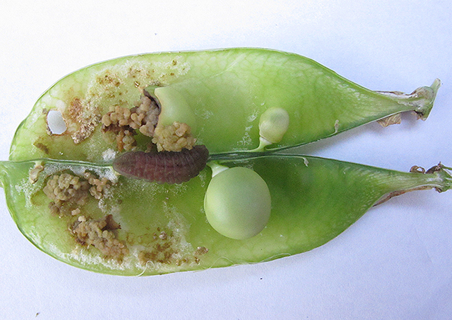 サヤエンドウ スナップエンドウ 種 苗 野菜の育て方 野菜 花の育て方 アースガーデン 園芸用品 アース製薬株式会社