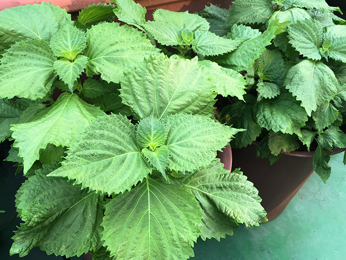 シソ 大葉 種 苗 野菜の育て方 野菜 花の育て方 アース