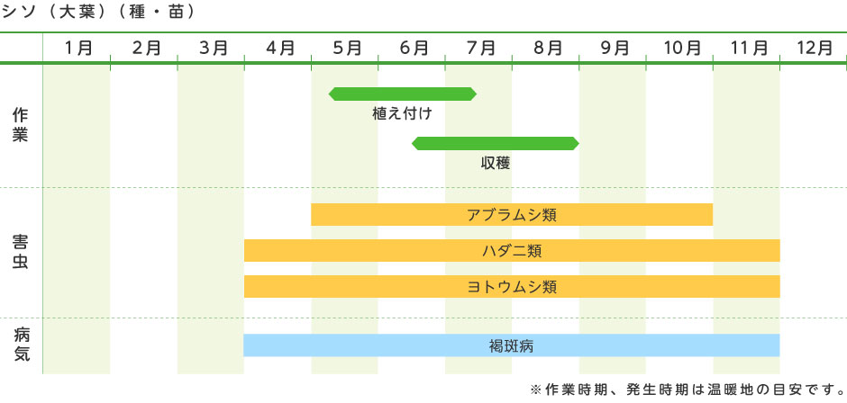 シソ 大葉 種 苗 野菜の育て方 野菜 花の育て方 アースガーデン 園芸用品 アース製薬株式会社