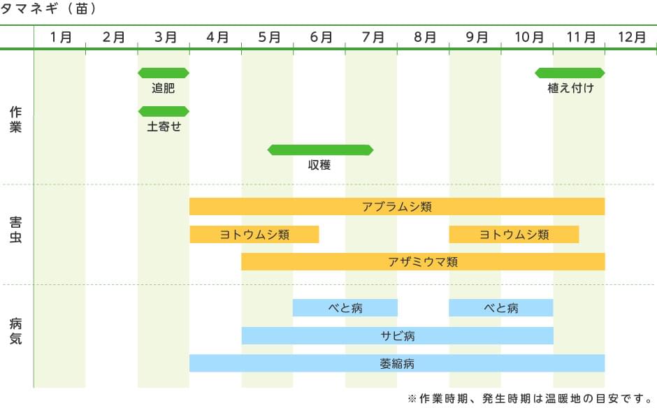 タマネギ 苗 野菜の育て方 野菜 花の育て方 アースガーデン 園芸用品 アース製薬株式会社