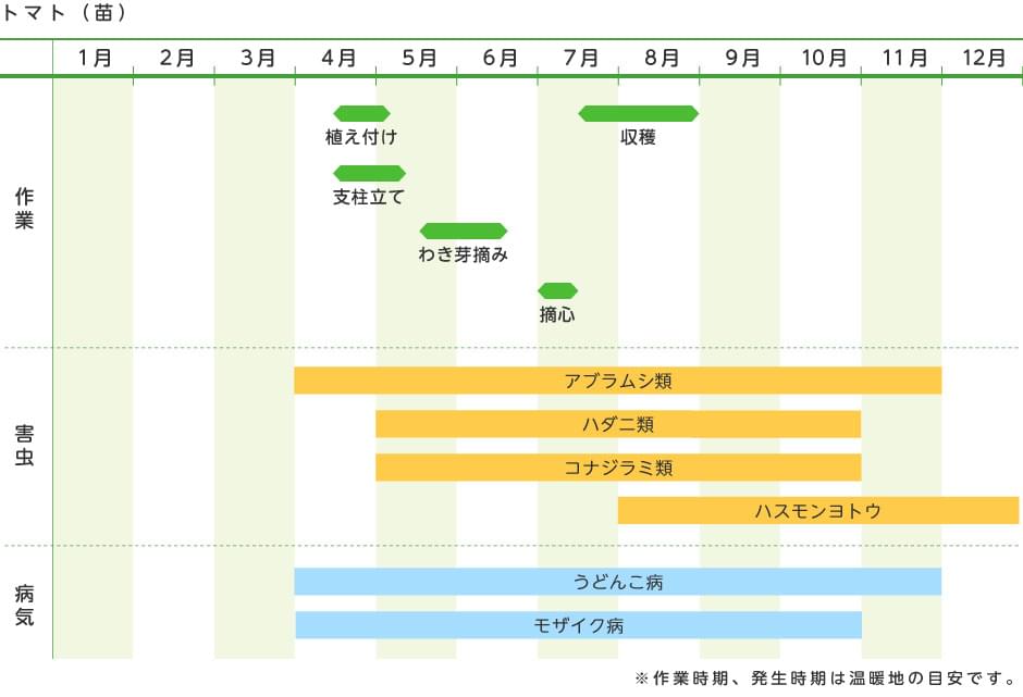 トマト 苗 野菜の育て方 野菜 花の育て方 アースガーデン 園芸用品 アース製薬株式会社