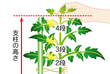 トマト 苗 野菜の育て方 野菜 花の育て方 アースガーデン 園芸用品 アース製薬株式会社