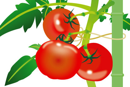 トマト 苗 野菜の育て方 野菜 花の育て方 アースガーデン 園芸用品 アース製薬株式会社