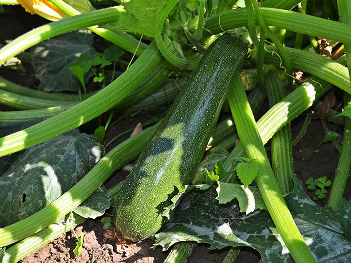 ズッキーニ 苗 野菜の育て方 野菜 花の育て方 アースガーデン 園芸用品 アース製薬株式会社