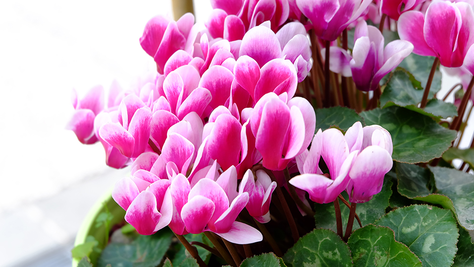 花が咲かないのはなぜ？綺麗な花をたくさん咲かせる4つのポイント。