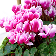 花が咲かないのはなぜ？綺麗な花をたくさん咲かせる4つのポイント。